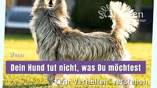 quotKein Verhaltenquot verstehen  Wenn Dein Hund nicht tut was Du möchtest [upl. by Aryajay262]