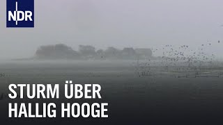 Land unter auf Hallig Hooge  die nordstory  NDR Doku [upl. by Alegna]