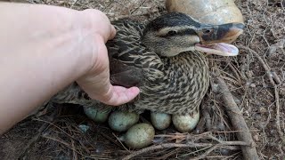 Duck Eggs Hatching  Duck Harvesting Eggs to Chicks [upl. by Karoly]