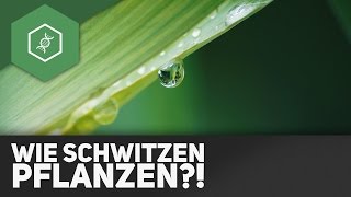 Transpiration Wie schwitzen Pflanzen [upl. by Janessa]