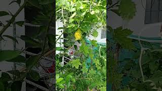 Bitter gourd fresh from garden garden shorts freshvegetables happygardening bittergourd [upl. by Ferrick519]