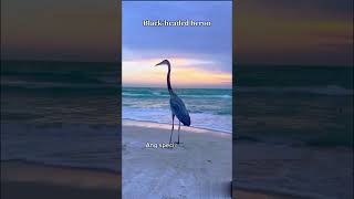 Blackheaded heron shorts shortvideo birds [upl. by Adnohsirk441]