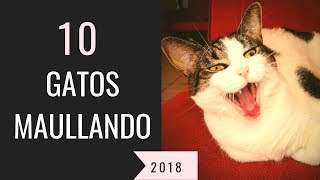 10 gatos maullando mucho y fuertePara molestar a tu gato o perro HD Sound Effect [upl. by Thun921]