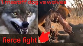 mastiff dog vs wolves 🤔 fight to the death 😢 dog kills wolves 😭 dog fight 😢 قتال كلب ضد الذئاب [upl. by Esyli862]