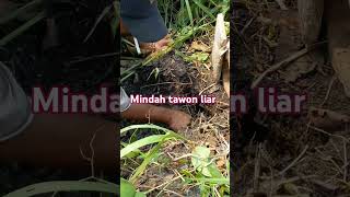 Mindah tawon liar [upl. by Veronike]