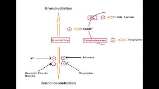 Asthma Drugs  Methylxanthines Theophylline [upl. by Osnola]