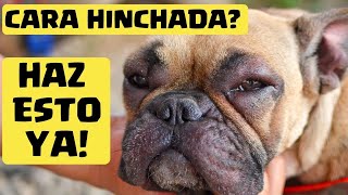 🛑 Mi PERRO tiene la CARA HINCHADA ⏩ Descubre  3  MEDICAMENTOS que pueden SALVAR su VIDA✅ [upl. by Nosyk541]