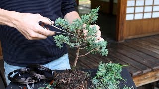 How to create a Bonsai tree DIY [upl. by Fatima]