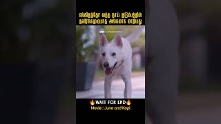 காப்பாற்றியவரின் குடும்பத்தை இமைபோல் காக்கும் தெரு நாய் June and KopiMovies explained in tamil [upl. by Ellehcam893]