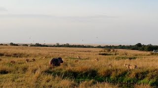 Hippo surrounded by a massive lion pride [upl. by Atnauq]