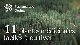 Liste de 11 plantes médicinales faciles à cultiver dans son jardin en permaculture [upl. by Persian]