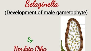 Selaginella  Development of male gametophyte [upl. by Jena]