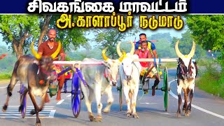 1சிவகங்கை மா kalappur பந்தயம்01012024 [upl. by Ldnek700]