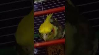 Beaker wants everyone to listen his songs❤😘 cockatiel youtube shorts BeakerTheSpeaker [upl. by Rebeka]