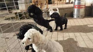 Cachorros Caniche Gigante de gallumar [upl. by Aenit]