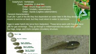 Vertebrate Diversity Amphibians [upl. by Aizatsana417]