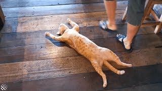 Lazy cat sleeps on busy restaurant floor refusing to move [upl. by Akelam52]