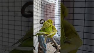 Budgies mating breeding mating birdslover breed budgies budgerigar parrot birdsounds foryou [upl. by Mixie64]