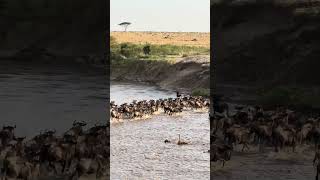 Great Wildebeest Migration Masai Mara Kenya [upl. by Jonme]