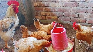 Feeding chickens 🐣🐔🐓 । Моя куриная маленькая ферма [upl. by Flor]