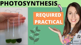 Alevel Biology PHOTOSYNTHESIS REQUIRED PRACTICAL  AQA required practical 8 aim method conclusion [upl. by Sathrum]