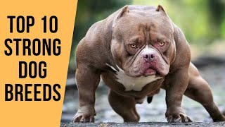 The 10 Strongest Dog Breeds [upl. by Anerev456]