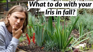 Iris Fall Cleanup for Bearded Iris Plants  do this before Winter [upl. by Anomor]