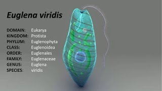 Full lecture on Euglena ClassificationDistribution and Comments [upl. by Kiyoshi85]