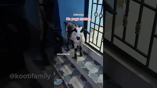 Na poga matten😂😂 kootifamily goats babygoats tamil funnygoats [upl. by Grindle]