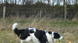 Dogs Trust Salisbury Seb the Collie [upl. by Nac]