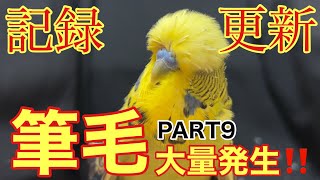 【インコ】最高記録更新⁉️筆毛大量発生‼️PART9前編 [upl. by Sakul]