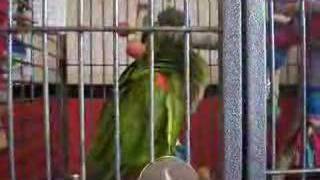 2 Hahns mini macaws chattering and mumbling [upl. by Sidell]