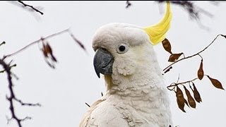 Exotic Birds  Crazy Sulphur Crested Cockatoos [upl. by Ecraep123]