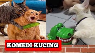 Kucing Lucu Dan Anak Kucing Meowing Kompilasi Hd [upl. by Taam]