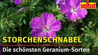 Storchenschnabel Der Allrounder im Garten [upl. by Atram]