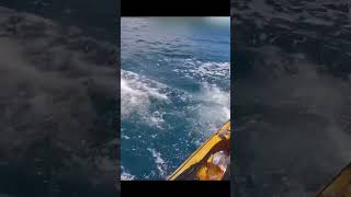 Shark attacks fisherman 😱 foryou fishing shark [upl. by Atinra22]