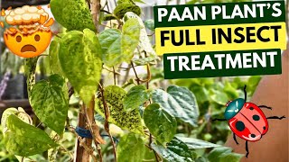 How To Cure Insects Of Betel Leaves Paan  Effective Tips and Tricks [upl. by Nida]