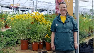 PETITTI Coreopsis  Grow Tickseed for Deer Resistance Cut Flowers amp Pollinators [upl. by Burch213]