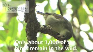 Endangered Hawaiian Forest Birds The Akikiki [upl. by Modesty]