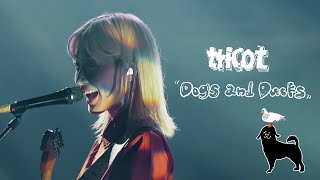 tricot「Dogs and Ducks」Live Music Video [upl. by Osner]