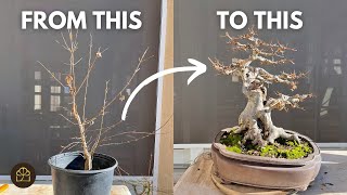 How to Turn a 3YearOld Tree to 25YearOld Bonsai [upl. by Siraj]