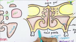 Maxillary Air Sinus Anatomy  Paranasal Air Sinuses  Function  Location  Relations  Blood Supply [upl. by Marih]