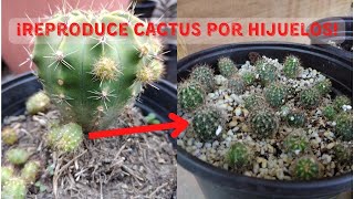 Cómo reproducir cactus por hijuelos [upl. by Cacie]