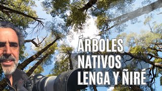 Árboles Nativos Lenga y Ñiré en la Patagonia Austral [upl. by Teirrah]