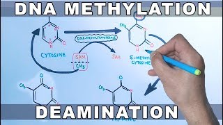 DNA Methylation [upl. by Benildas]