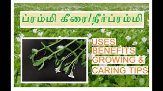 ப்ரம்மி கீரை நீர் ப்ரம்மி Benefits uses growing and caring tips in tamil [upl. by Eustatius]