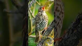 Song Thrush singing at dawn  UK Birds shorts [upl. by Ataynik]