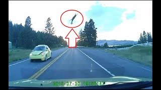 Deer Gets Hit By FAST Car And Goes Flying 50 Feet In The Air [upl. by Josi944]