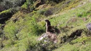 Ecologia e conservazione della marmotta alpina [upl. by Artkele593]