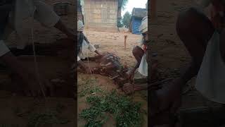 Diarrhoea goat treatment complete 8302223837 [upl. by Negiam115]